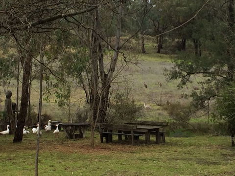 Wildwood Guesthouse - Kingaroy Accommodation 1