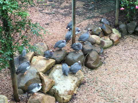 Licuala Lodge - Kingaroy Accommodation 4