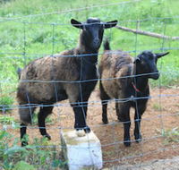 Alstonville Country Cottages - Kingaroy Accommodation