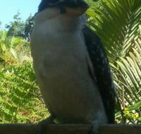 Tropic Oasis Holiday Villas - Kingaroy Accommodation