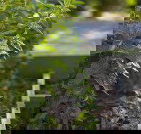 Grampians Eco YHA - Hostel - Kingaroy Accommodation