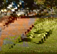 Enderslie House Bed  Breakfast - Kingaroy Accommodation