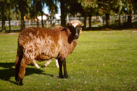 Enderslie House Bed & Breakfast - Kingaroy Accommodation 0