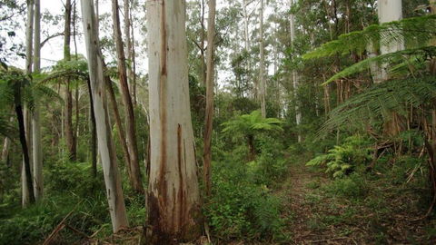 Carinya Park - Kingaroy Accommodation 1