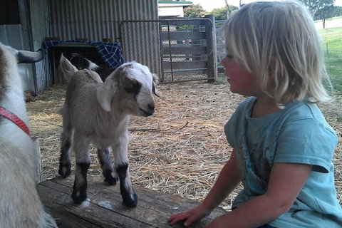 Fernleigh Farmstay & Bike Park - Kingaroy Accommodation 5