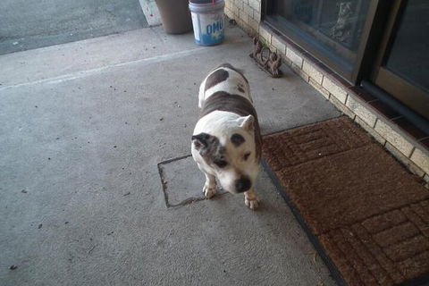 Bega Southtown Motor Inn - Kingaroy Accommodation 1