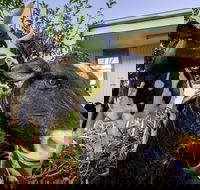 Big4 Shepparton Park Lane - Kingaroy Accommodation