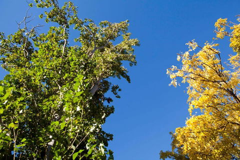 Strayleaves Caravan Park - Kingaroy Accommodation 4