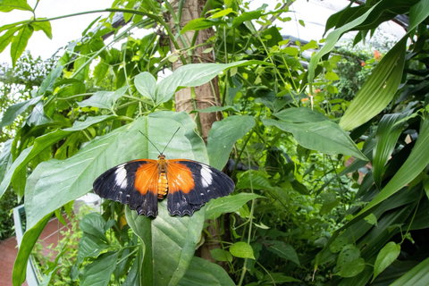 Batchelor Butterfly Farm - Kingaroy Accommodation 6