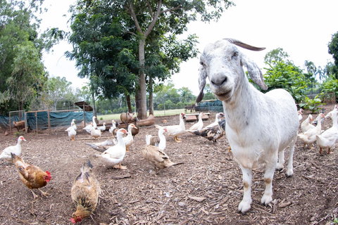 Batchelor Butterfly Farm - Kingaroy Accommodation 1