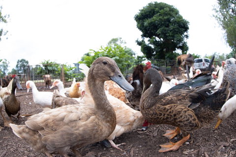 Batchelor Butterfly Farm - Kingaroy Accommodation 4