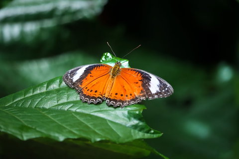 Batchelor Butterfly Farm - Kingaroy Accommodation 2