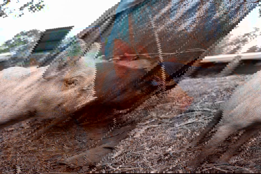  Kingaroy Accommodation