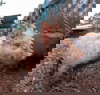 Batchelor Butterfly Farm - Kingaroy Accommodation