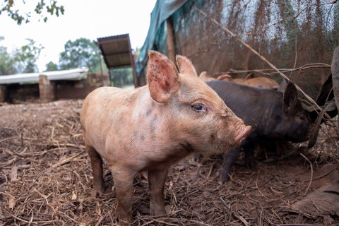 Batchelor Butterfly Farm - Kingaroy Accommodation 0