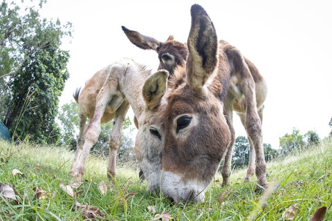Batchelor Butterfly Farm - Kingaroy Accommodation 3