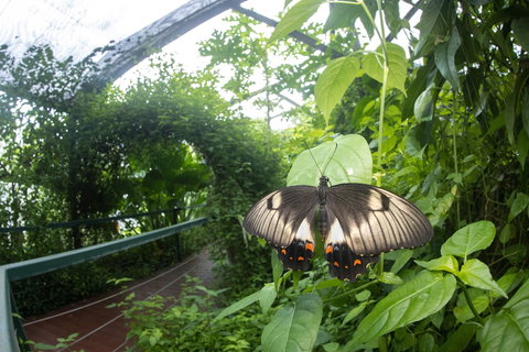 Batchelor Butterfly Farm - Kingaroy Accommodation 5