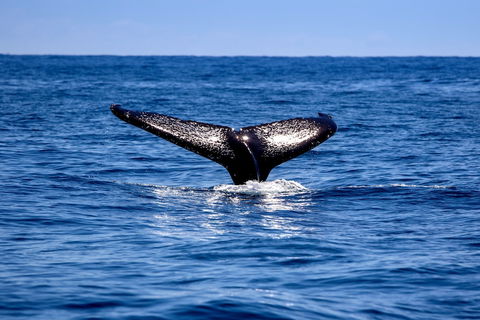 Woolgoolga Beach Holiday Park - Kingaroy Accommodation 2