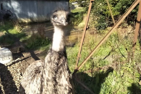 A Twist Of Willow - Kingaroy Accommodation 3