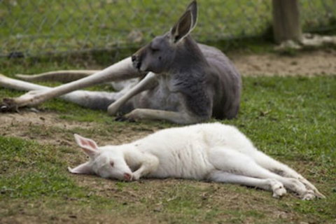 A Twist Of Willow - Kingaroy Accommodation 0