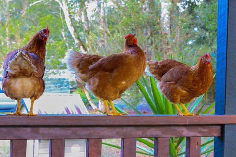 PK Illusions - Kingaroy Accommodation 4