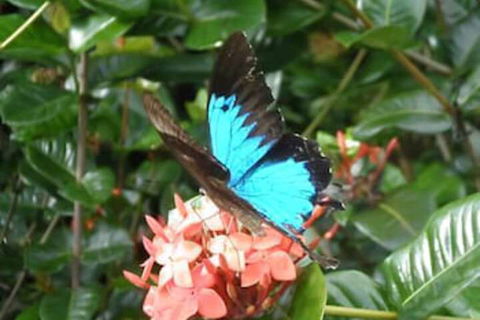 Cairns Crystal Cascades Holiday Park - Kingaroy Accommodation 4