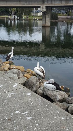 Saltwater Seafoods - Kingaroy Accommodation 0