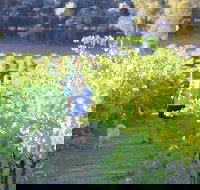 Tallagandra Hill Winery - Kingaroy Accommodation