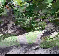 Nick Haselgrove Wines - Kingaroy Accommodation