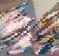 Tommy Sugo - Kingaroy Accommodation