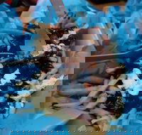 Charles St Pizza  Pasta - Kingaroy Accommodation