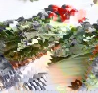 The Garden Tearooms  Cottage Nursery - Kingaroy Accommodation