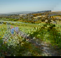 Wills Domain - Kingaroy Accommodation