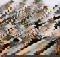 S.D. Caputo And Sons - Kingaroy Accommodation