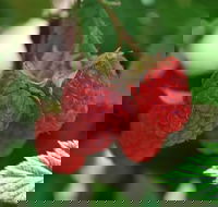 Westerway Raspberry Farm - Kingaroy Accommodation