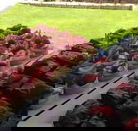 That Food Truck - Kingaroy Accommodation