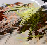 Rising Sun Hotel - Kingaroy Accommodation