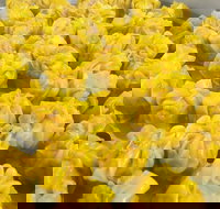 May's Thai - Kingaroy Accommodation