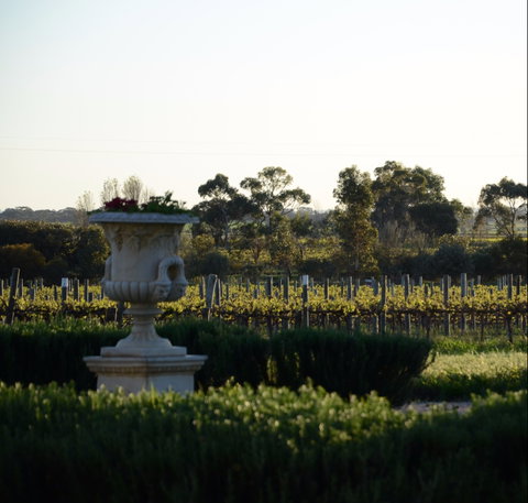 Angas Plains Wines Cellar Door - Kingaroy Accommodation 1