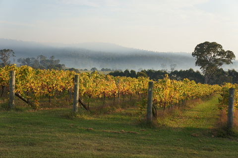 Rusty Fig Wines - Kingaroy Accommodation 1