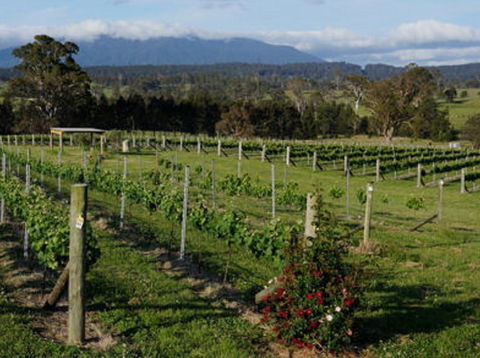 Rusty Fig Wines - Kingaroy Accommodation 2