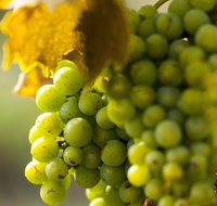 Affleck Vineyard - Kingaroy Accommodation