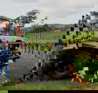 Brook Eden Vineyard - Kingaroy Accommodation