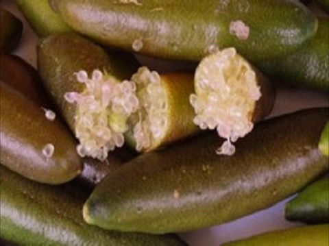 Sandy Creek Olives And Finger Limes - Kingaroy Accommodation 0
