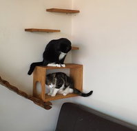 Hobart Cat Cafe - Kingaroy Accommodation