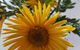 Secret Garden Cafe & Patisserie - thumb 4
