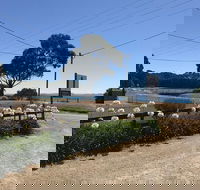 Penguin  Pardalote Coffee House - Kingaroy Accommodation