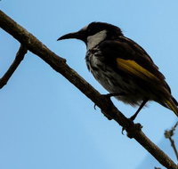 Ivy Cottage - Kingaroy Accommodation