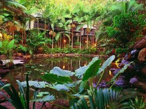 Daintree Eco Lodge & Spa - Kingaroy Accommodation 0