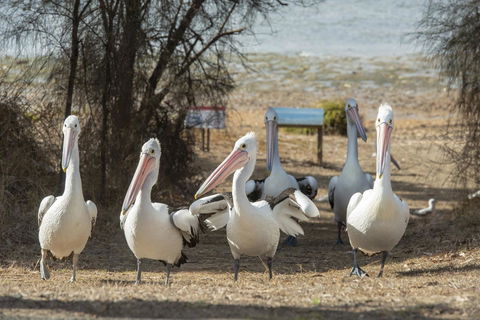 Mercure Kangaroo Island Lodge - Kingaroy Accommodation 15